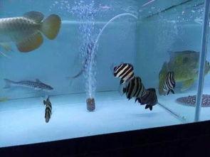 国产精品四虎,引领行业潮流的领军企业风采